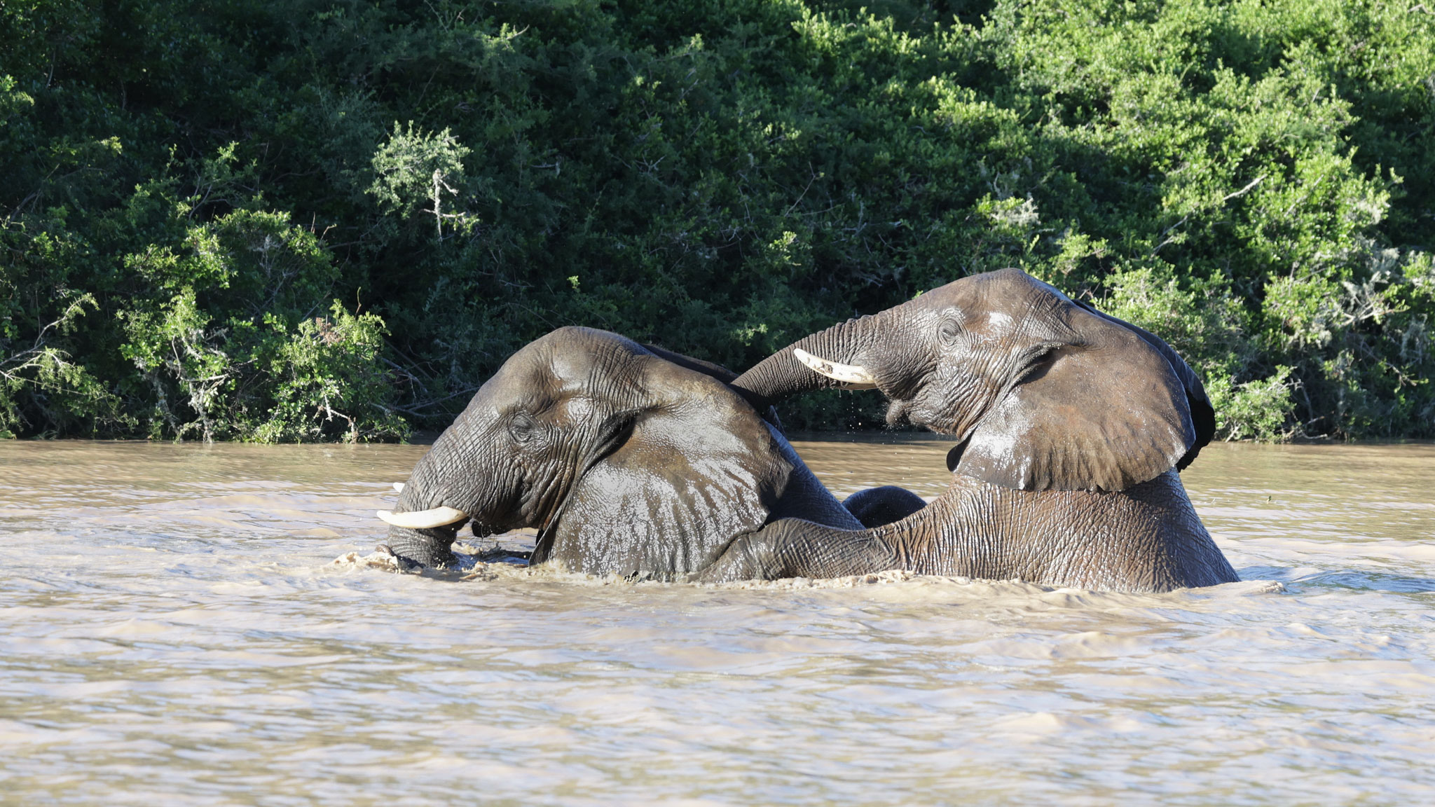 Le bain des éléphants-Afrique du Sud